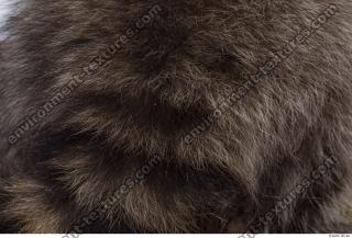 raccoon fur 0016